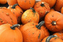 Warted-pumpkins