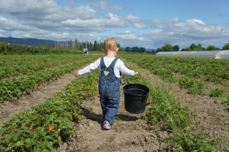 baby in strawberry field