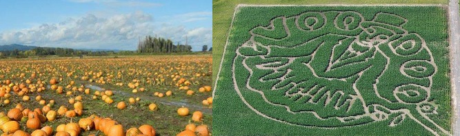 pumpkin corn maze party