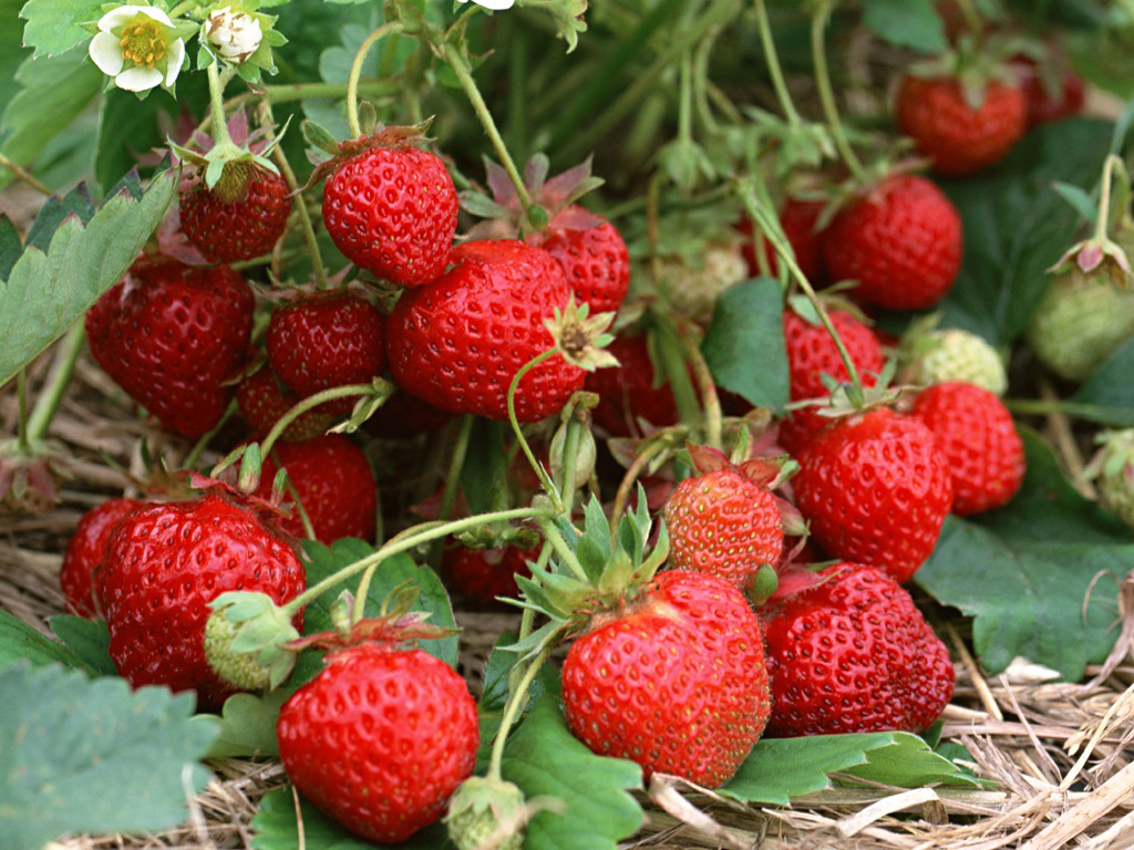 Field strawberries Bella Organic Sauvie Island Portland Oregon