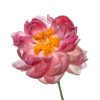 Greeting Card "Tickled Pink"