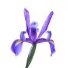 Greeting Card "Simply Graceful"