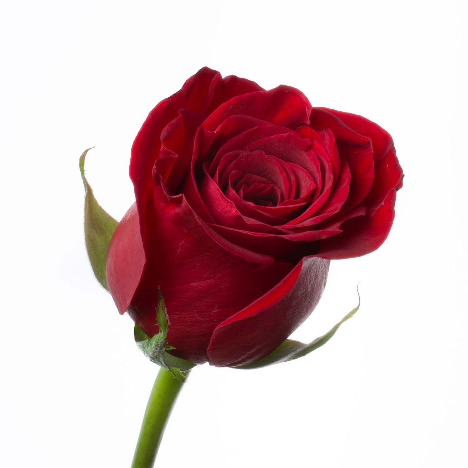 Greeting Card "Love Potion" Bella Organic Farm Organic Farm and