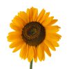 Greeting Card "Hello Sunshine"