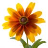Greeting  Card "Mellow Yellow"